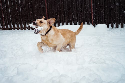 Free Dog Walking Along Snow While Biting Bone Stock Photo