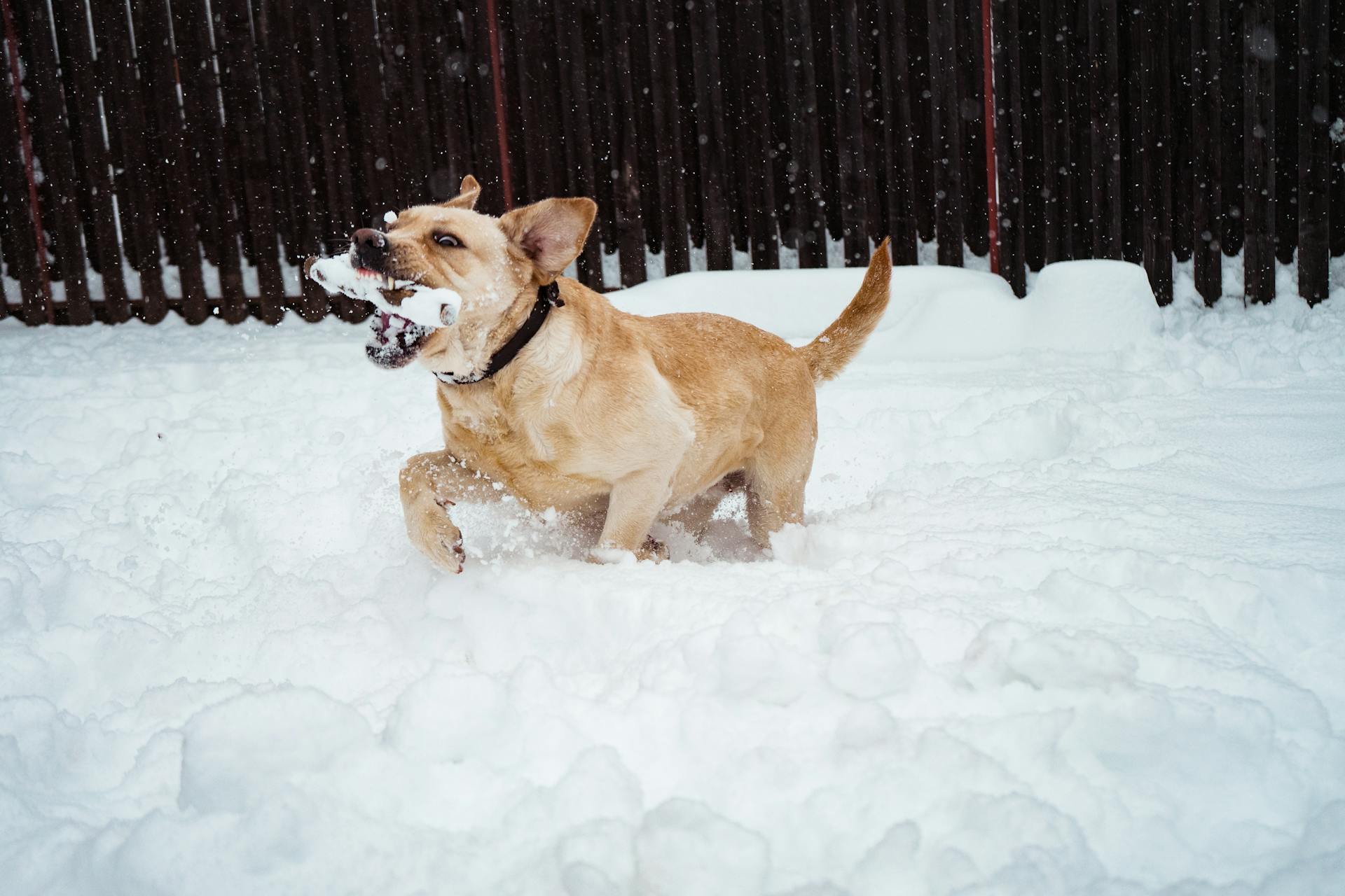 Dog Walking Along Snow While Biting Bone