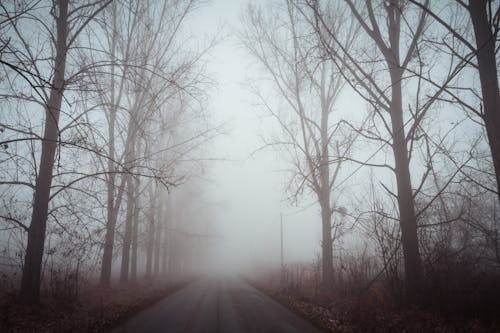 免费 光秃秃的树，雾在路上 素材图片
