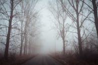 秋天，一条雾蒙蒙的风景秀丽道路旁，光秃秃的树木营造出一种神秘的气氛