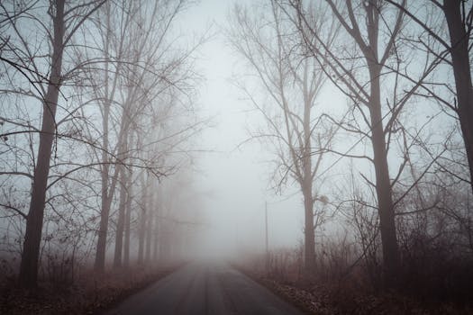 秋天，一条雾蒙蒙的风景秀丽道路旁，光秃秃的树木营造出一种神秘的气氛