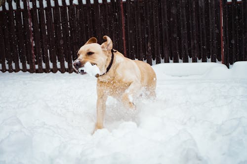 狗在雪地上的照片