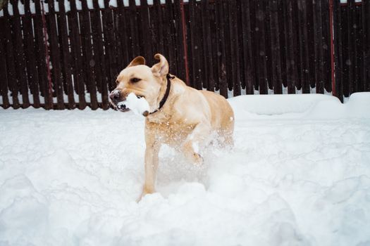 一只顽皮的狗在雪地里奔跑，捕捉着冬日户外的快乐