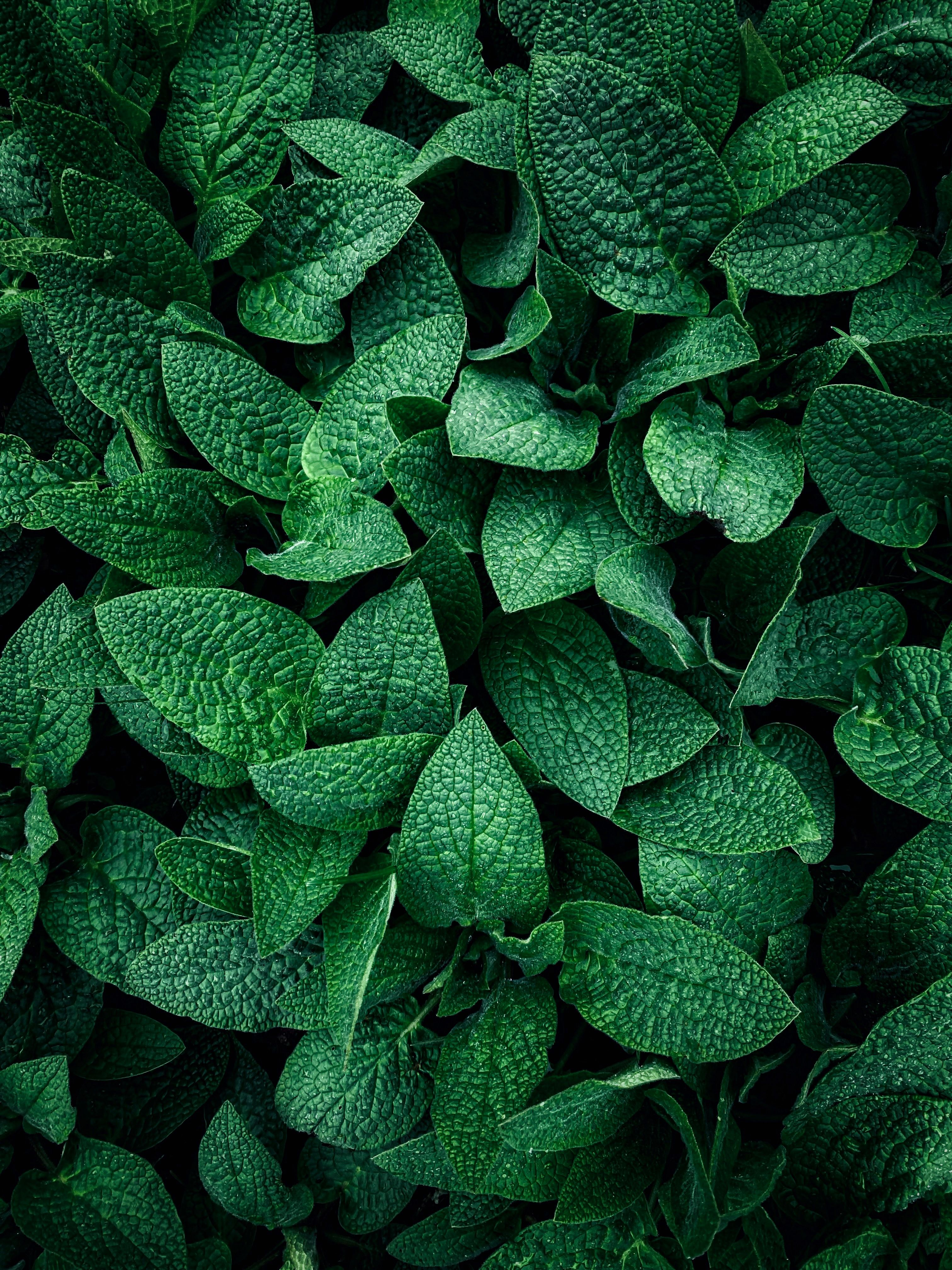 Close-up of Hosta · Free Stock Photo