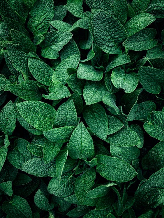 Close-up of Hosta