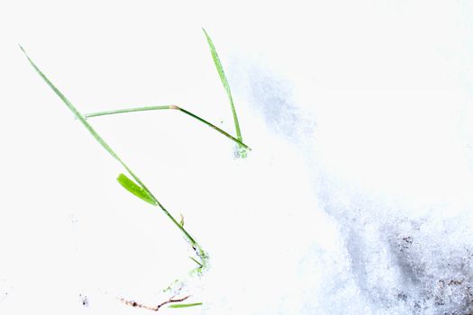 白雪皑皑的地面上，绿色的草叶破雪而出，象征着大自然在冬日里的坚韧