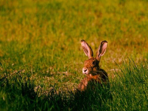 A Hare in Grass
