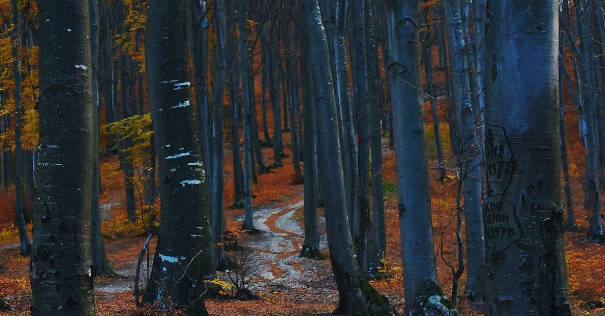 10 Randonnées Incontournables Pour les Amoureux de la Nature