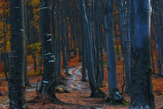宁静的秋日森林里，高大的树木与蜿蜒的小径，共同展现出充满活力的秋色