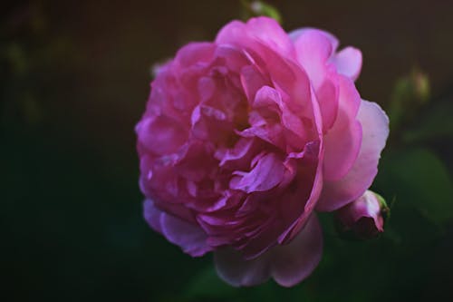 粉红色的英国玫瑰花朵的特写摄影