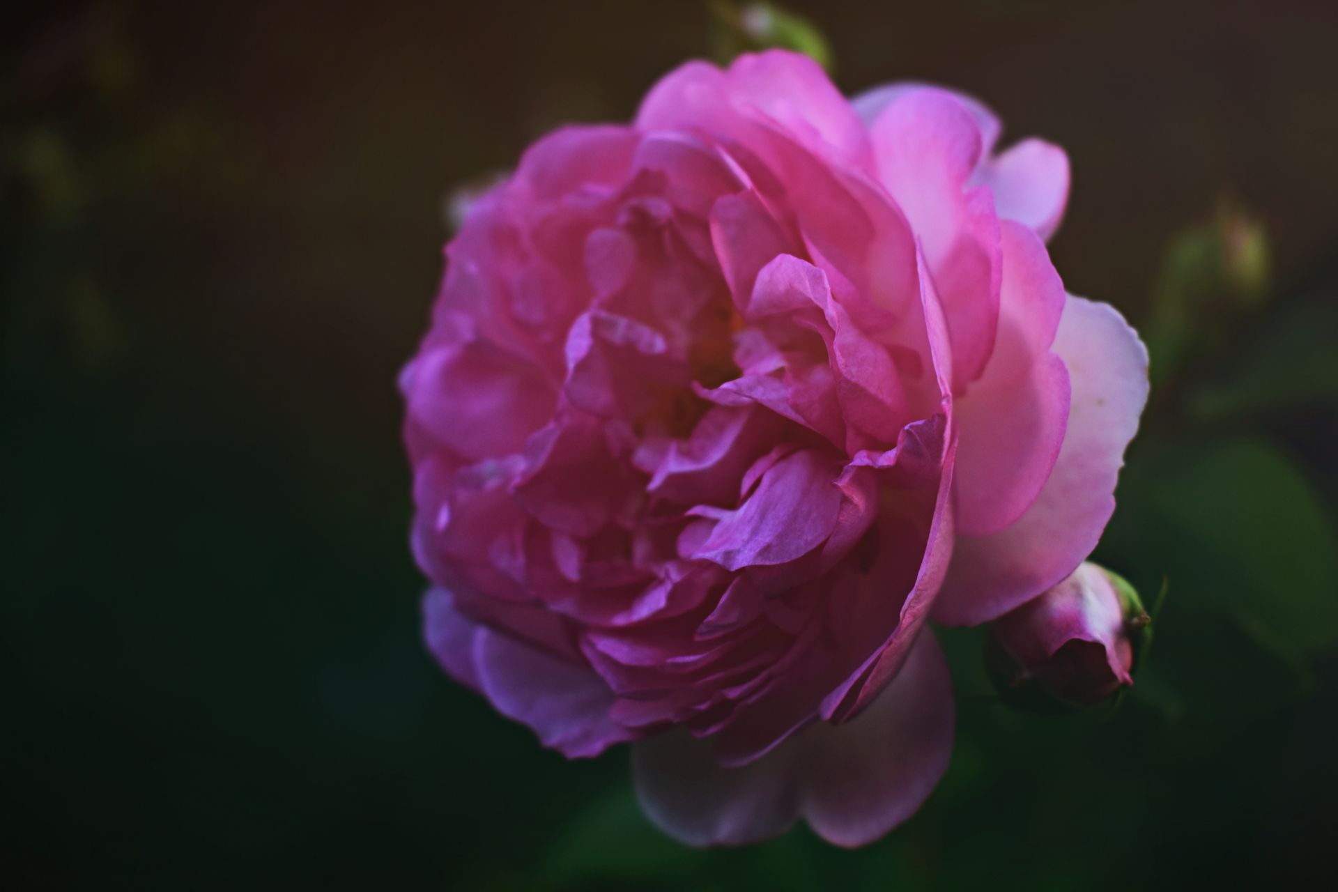 A delicate pink rose in bloom, showcasing intricate petals and elegant beauty.