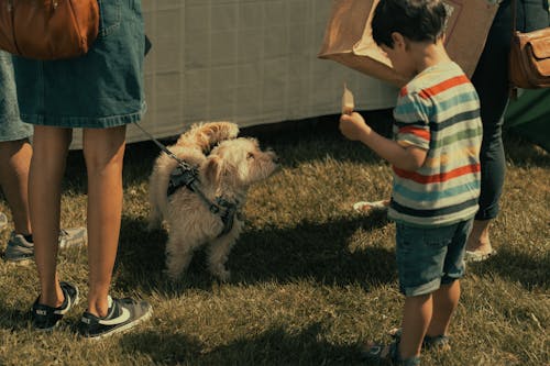 Free stock photo of beagle, bullies, canada