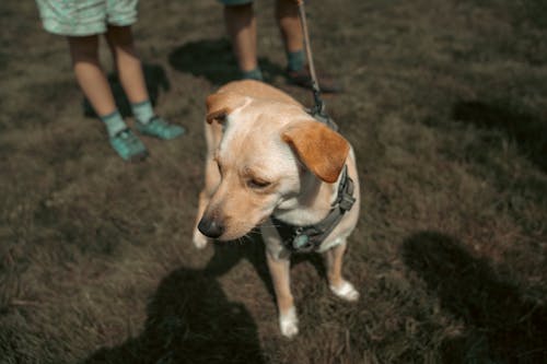 Fotobanka s bezplatnými fotkami na tému dedinský, domáce zviera, pes