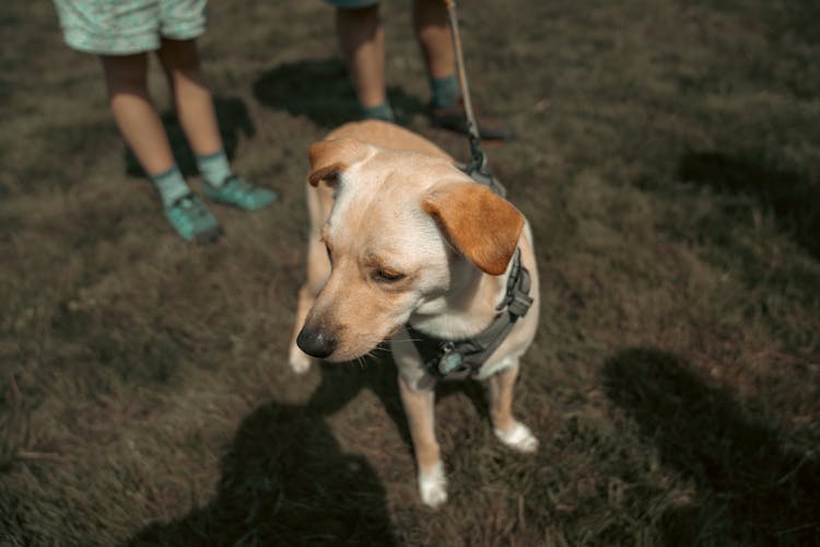 Puppy On Leash