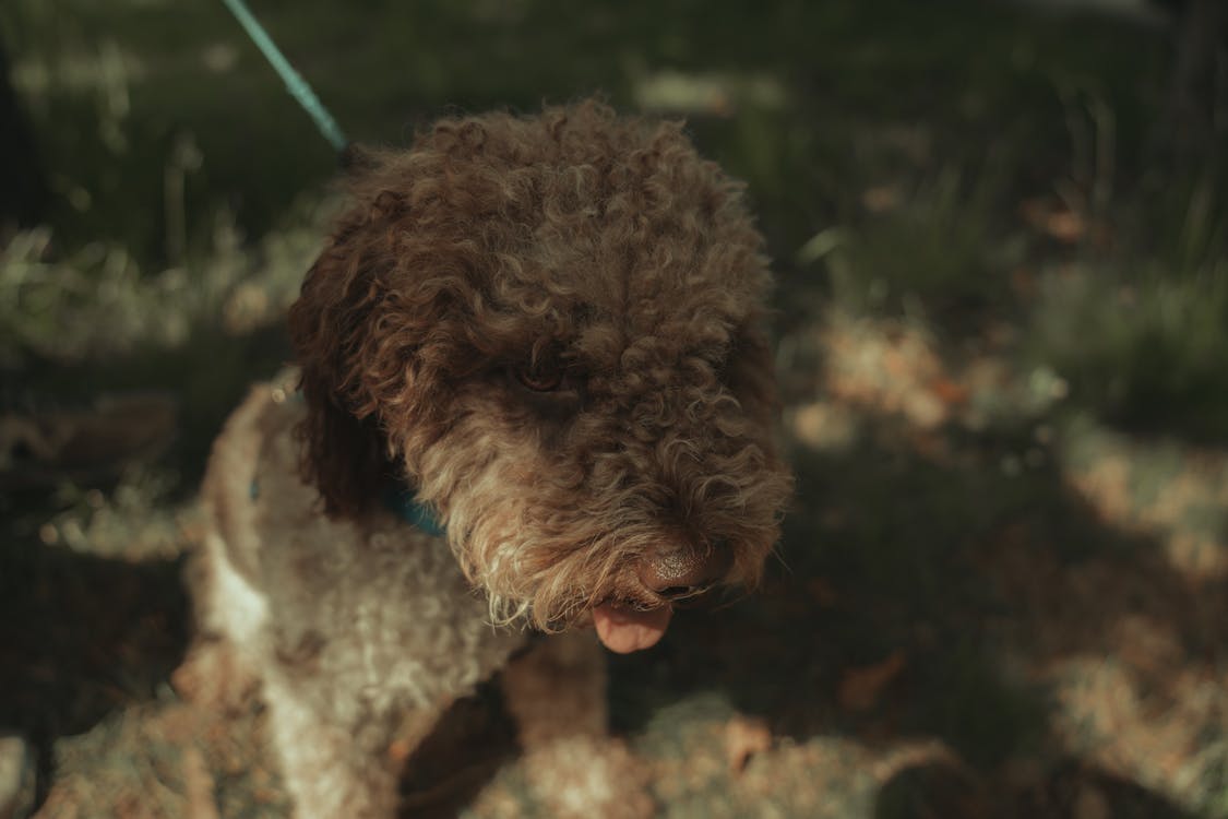 Fotobanka s bezplatnými fotkami na tému beagle, domáce zvieratá, fotografie psov