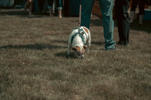 Free stock photo of beagle, bullies, canada