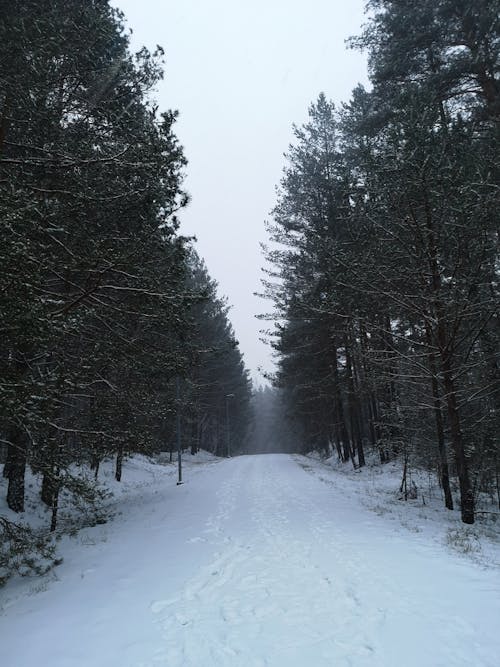 Fotobanka s bezplatnými fotkami na tému borovica, les, sneh
