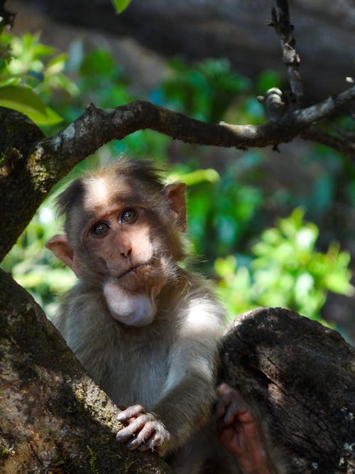 Portrait of a Monkey Sitting on a Tree