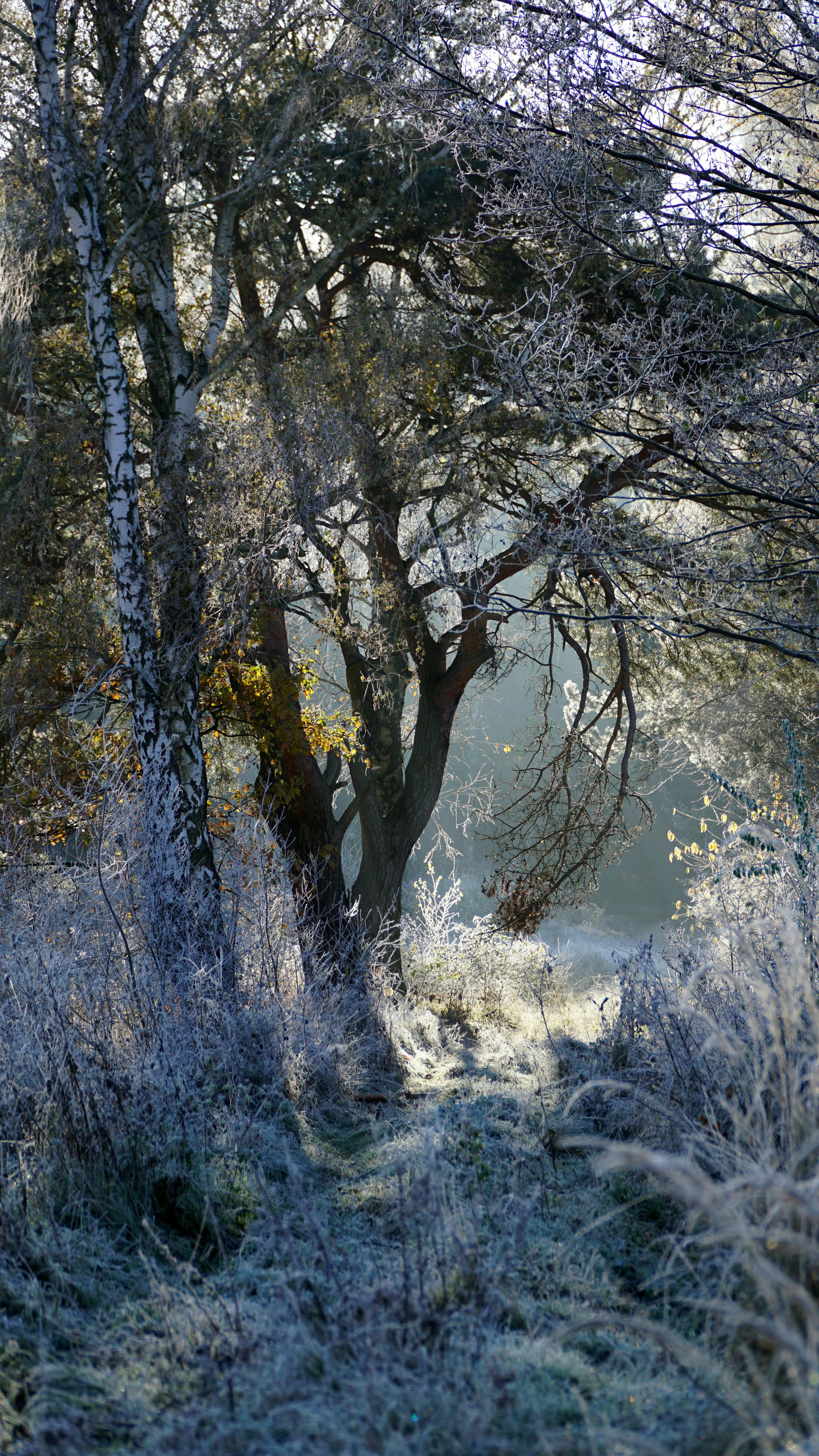 a path through a forest with trees and frost