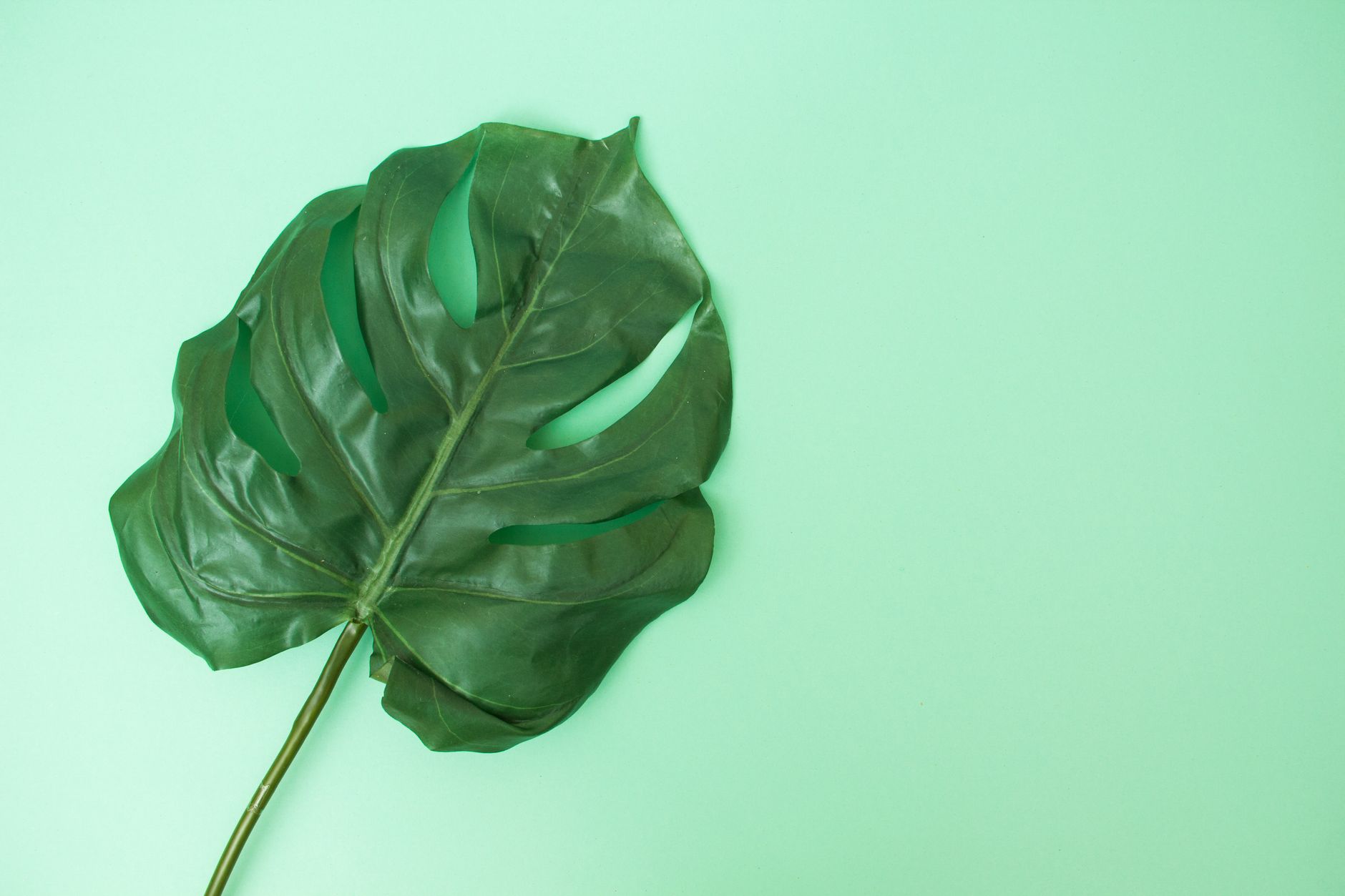 A single Monstera leaf on a green pastel background, perfect for nature-inspired projects.