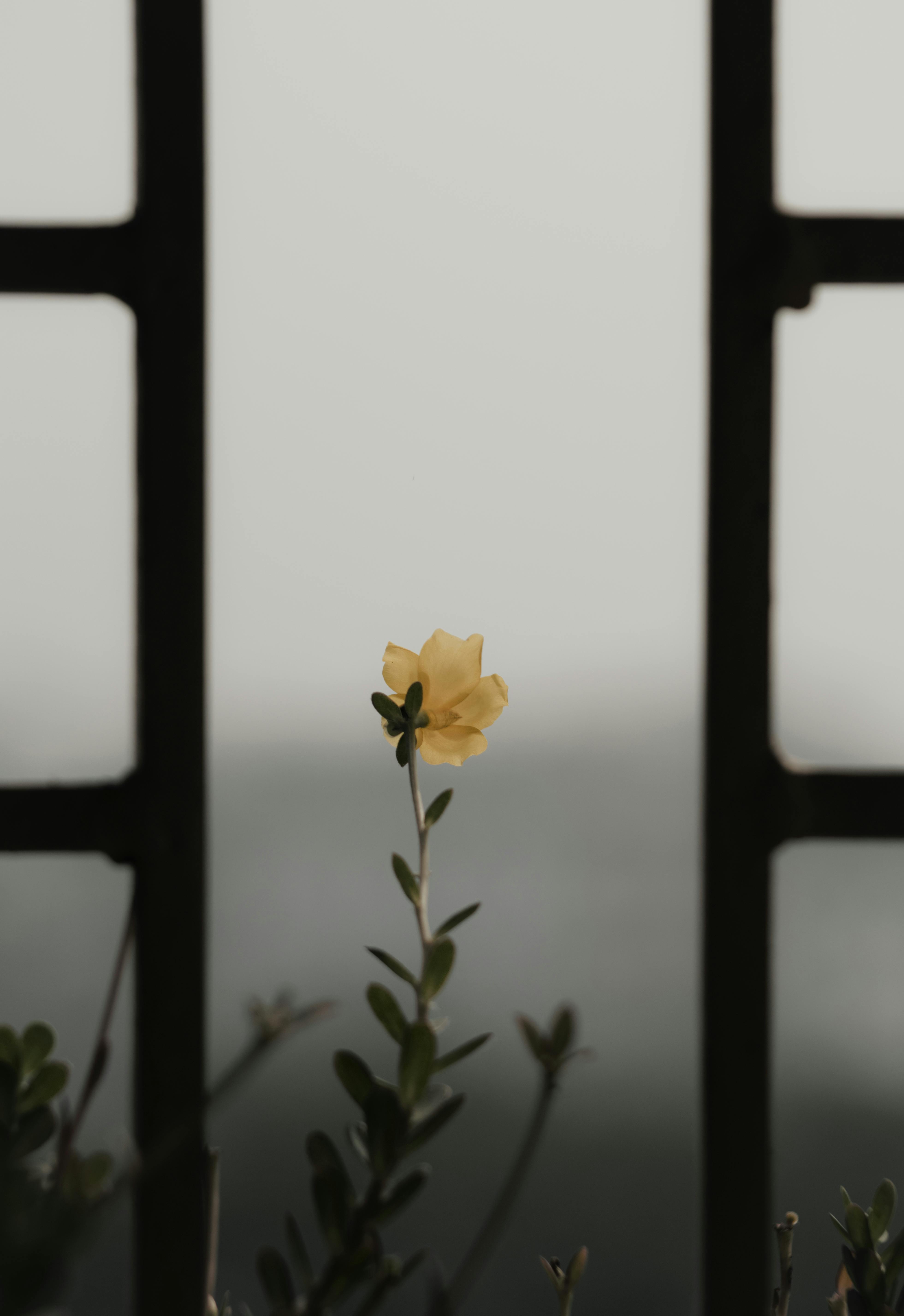 Single yellow flower framed by a soft blur, adding an artistic touch.