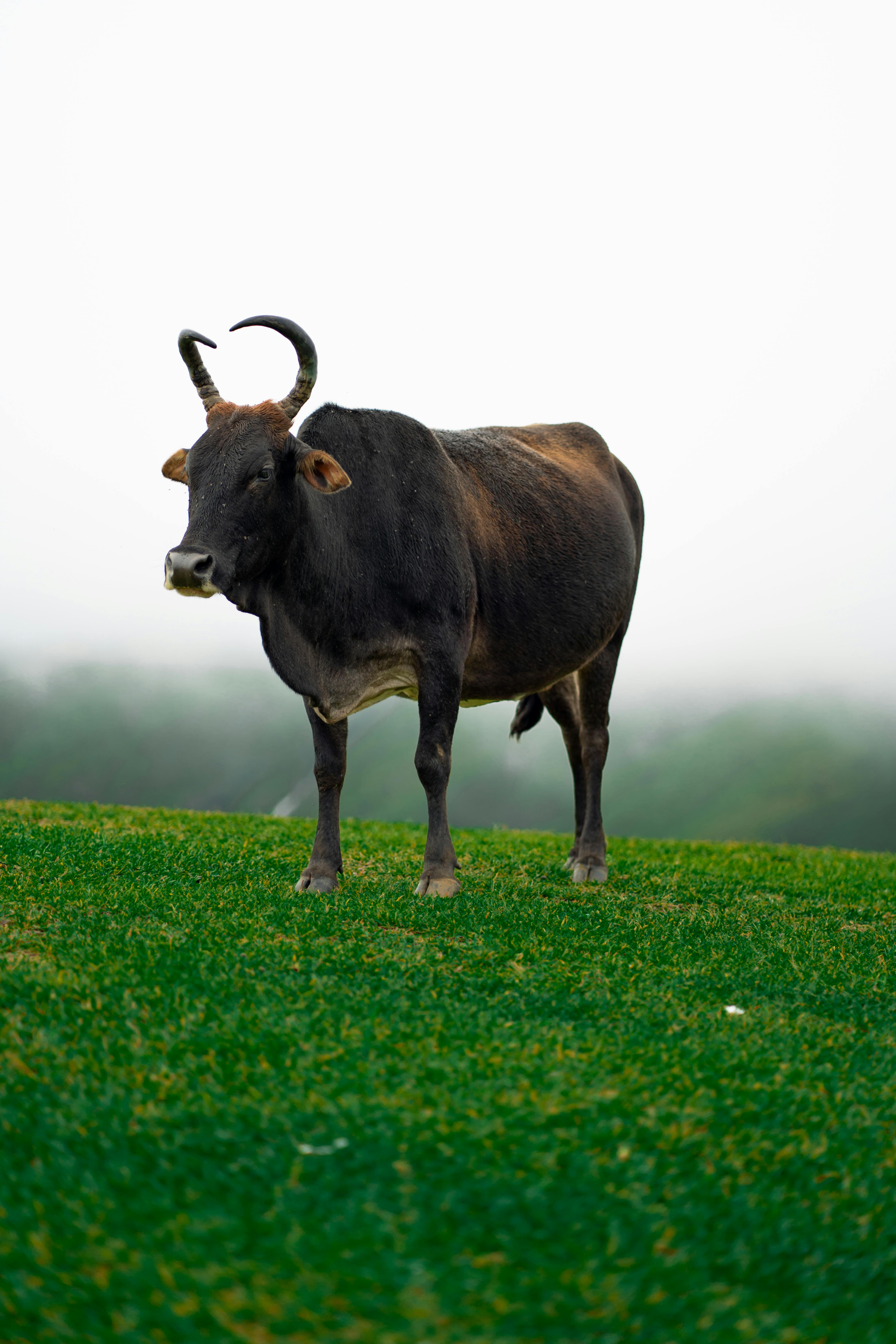 indian cow on a green misty mountain