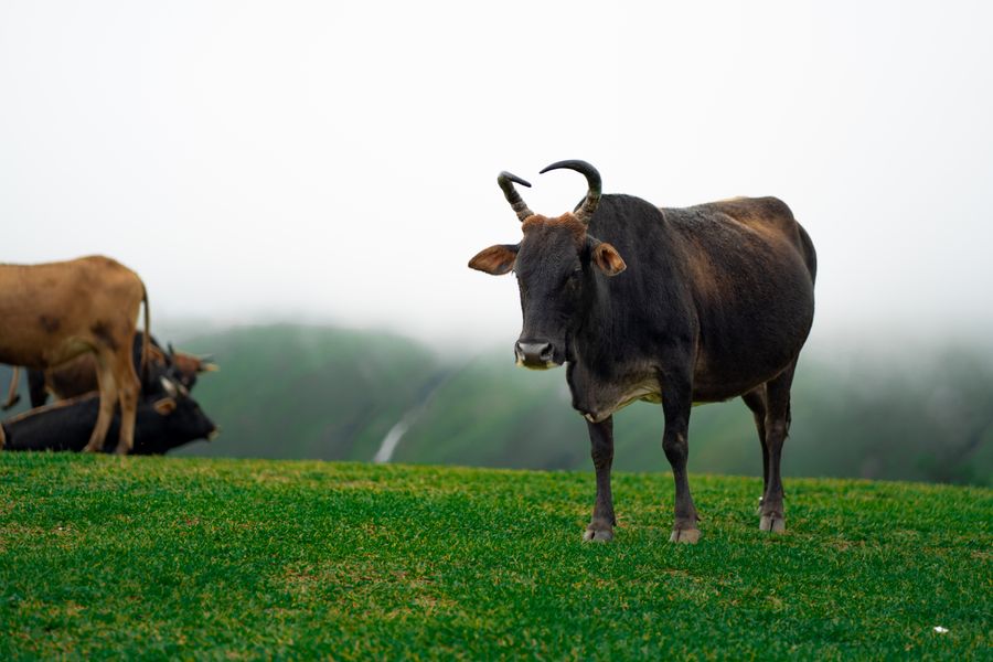 A herd of cows grazing peacefully on a misty green hill