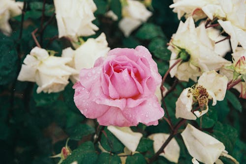 Darmowe zdjęcie z galerii z białe kwiaty, czerwona róża, krople wody