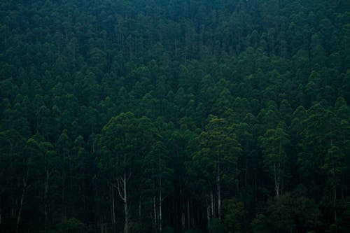 Foto profissional grátis de árvores, cenário, ecológico