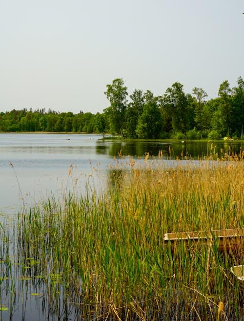 Fotos de stock gratuitas de a orillas del lago, arboles, bosque