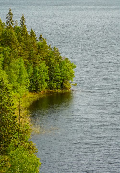 Free A tranquil aerial shot of a lush green forest meeting the calm waters of a lake, showcasing natural beauty. Stock Photo