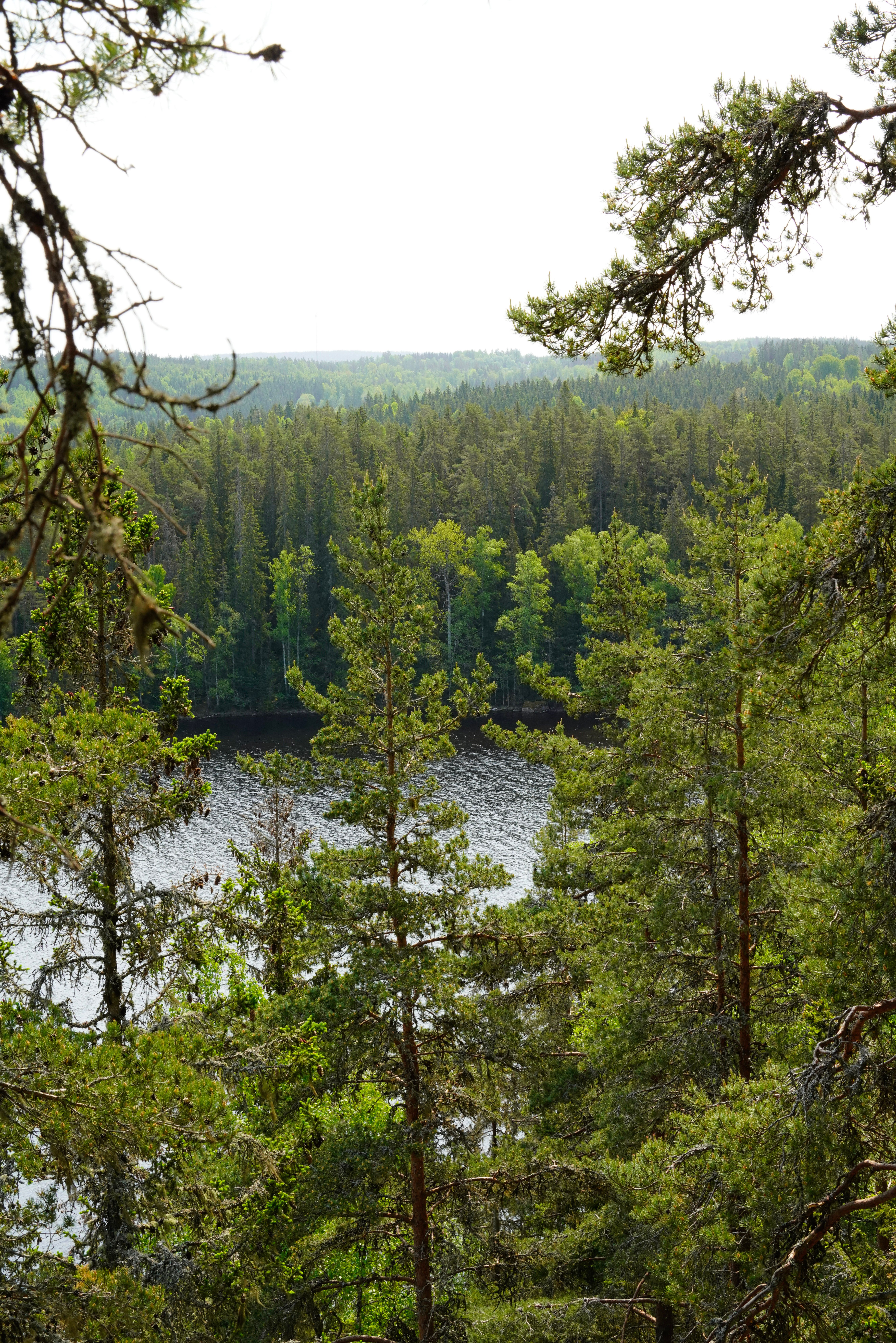 Aerial View of Lake in Lush Forest · Free Stock Photo