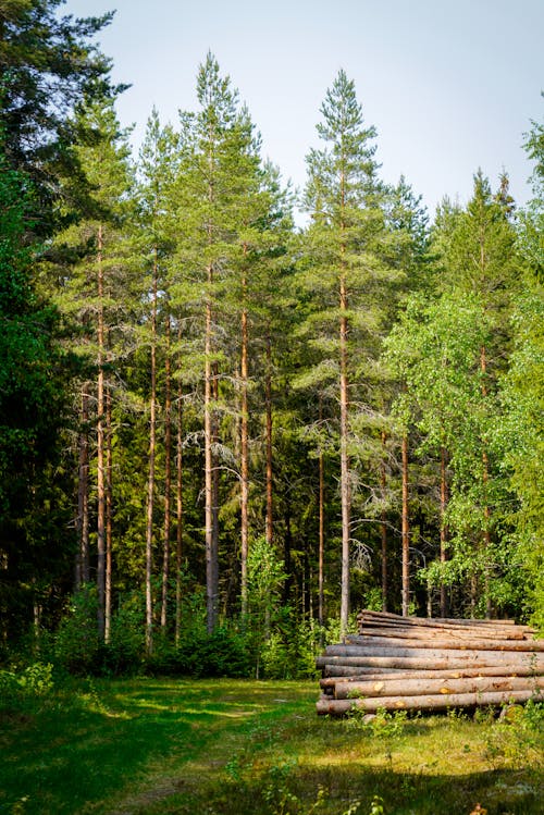 Foto d'estoc gratuïta de arbres, bosc, de fulla perenne