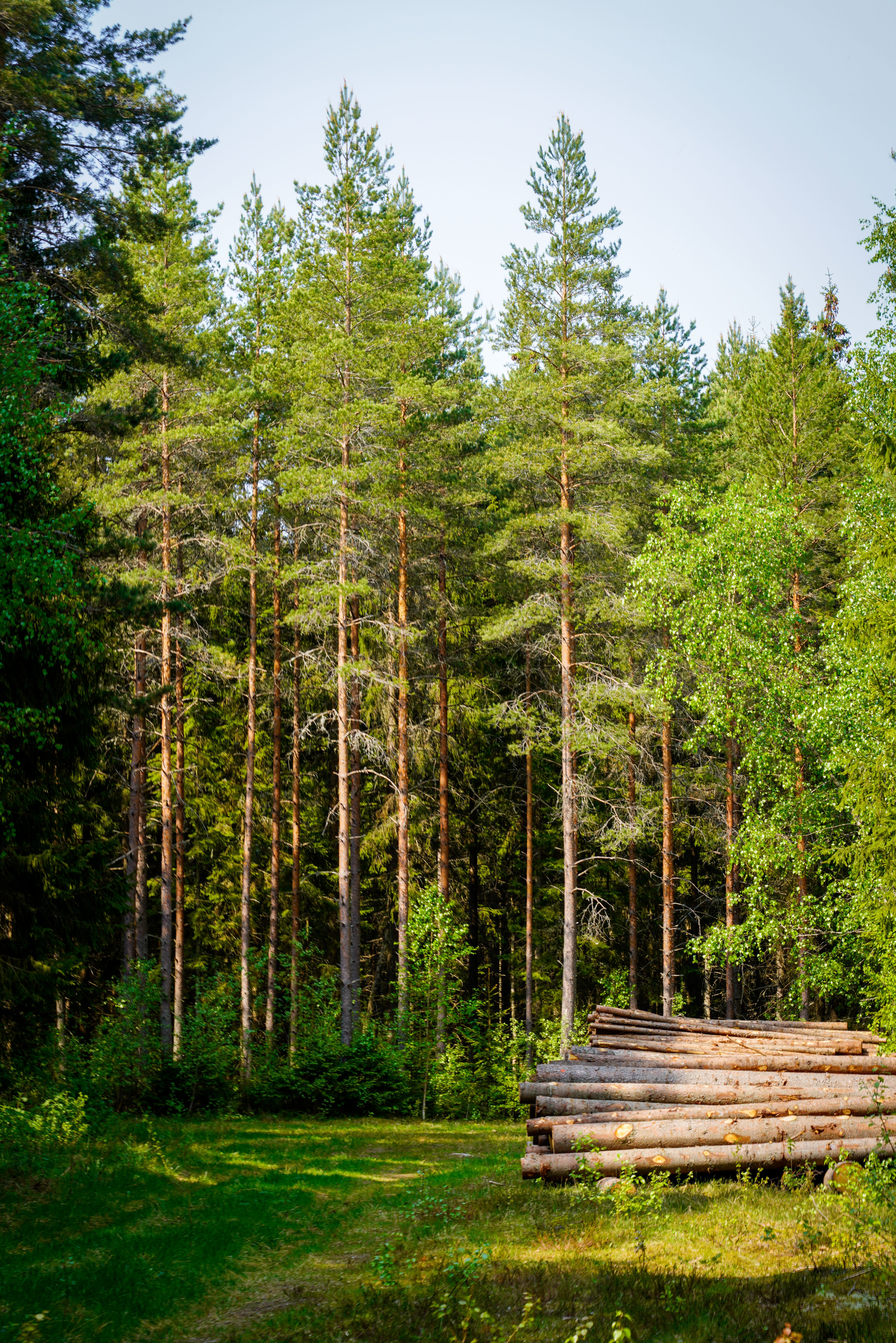 Photo gratuite de à feuilles persistantes, arbres, bois, croissance — free download