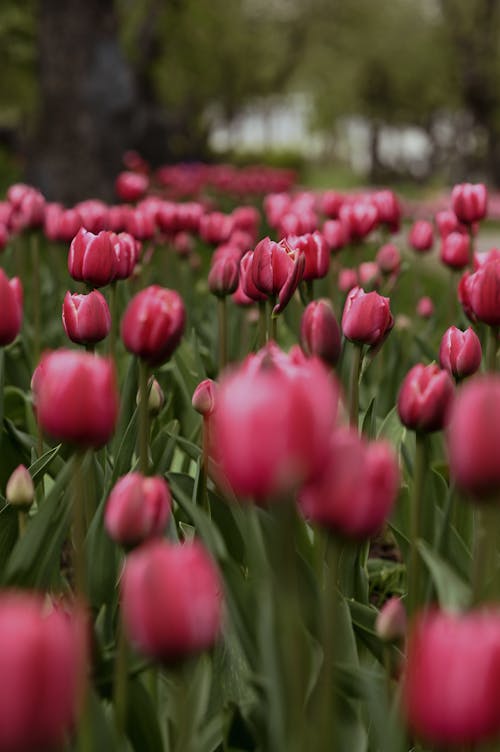 Immagine gratuita di abbondanza, avvicinamento, fiori