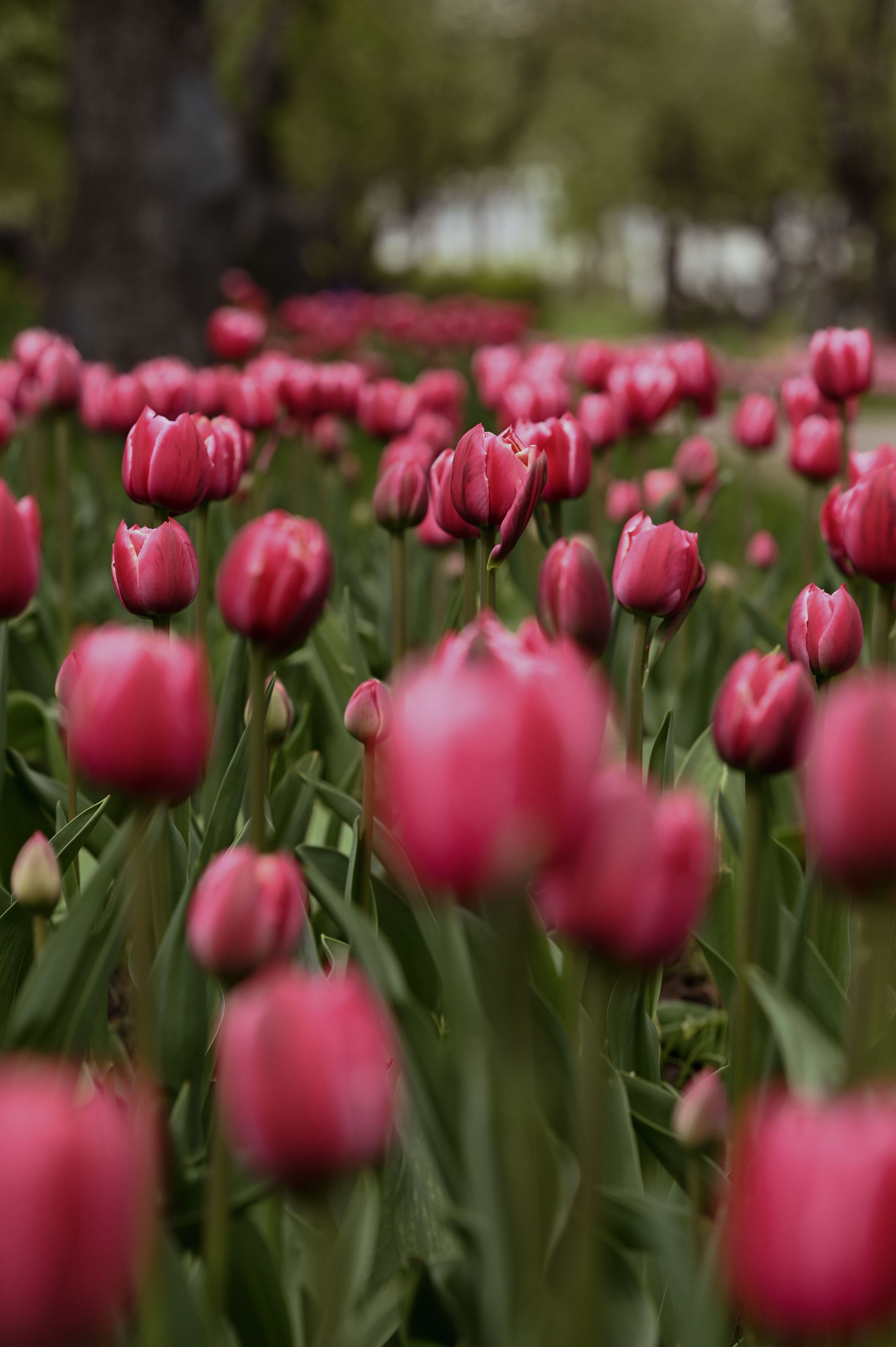 Close up of Pink Tulips · Free Stock Photo