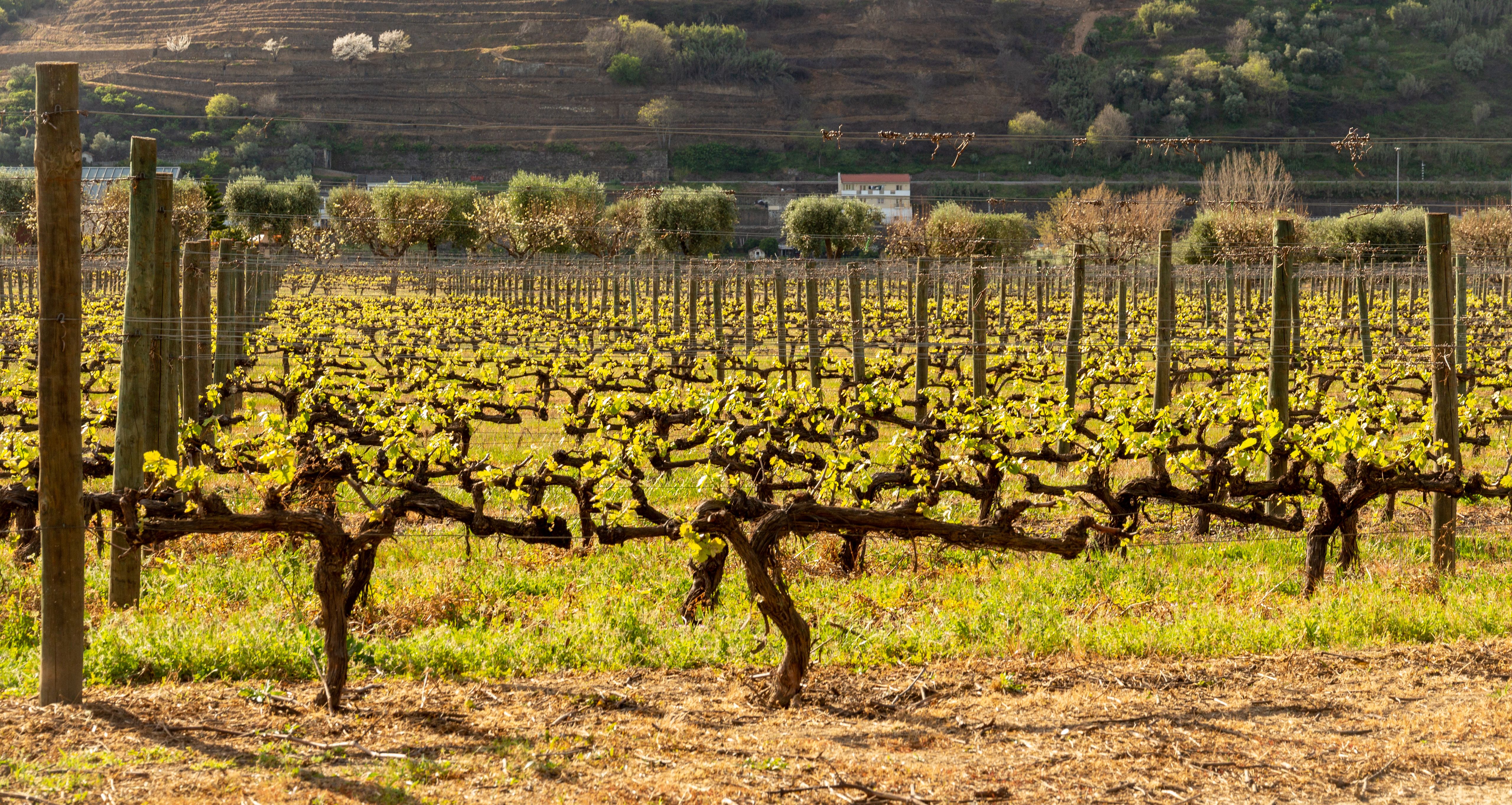 Lush vineyard under bright sunlight, showcasing thriving grapevines with scenic countryside backdrop.