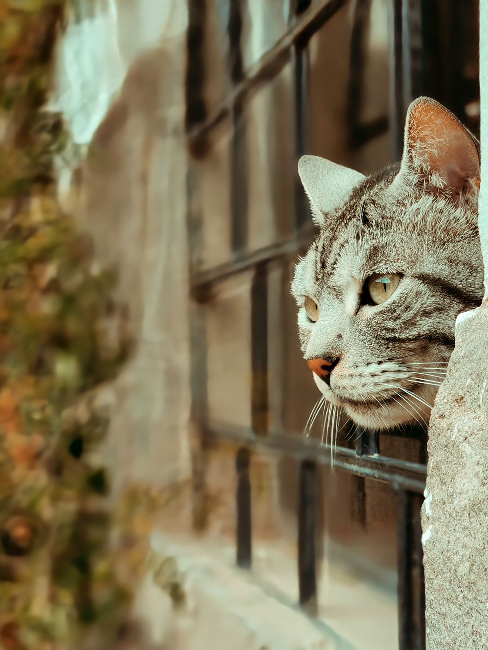 Curious Tabby Cat Gazing Out a Window · Free Stock Photo