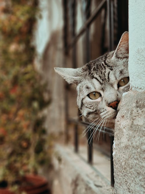 Základová fotografie zdarma na téma domácí mazlíček, kočka, okna