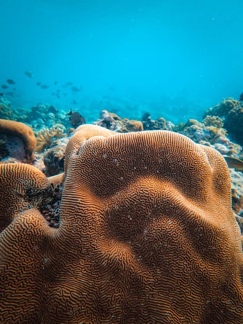 Brain Coral Growing Underwater