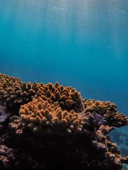 Underwater shot of vibrant coral reef with sun rays penetrating the blue ocean.