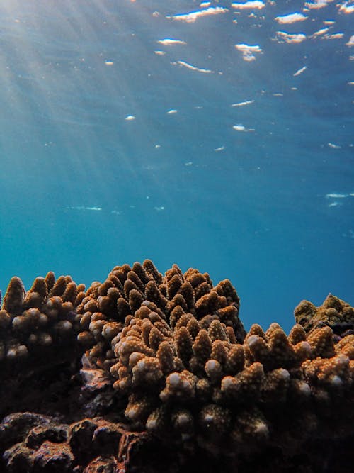 Foto profissional grátis de água, aumentando, corais