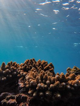 Colorful coral reefs thrive under the sparkling sunlit ocean, showcasing vibrant marine life.