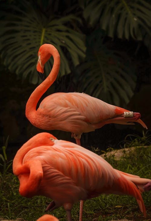 Flamingos in Nature