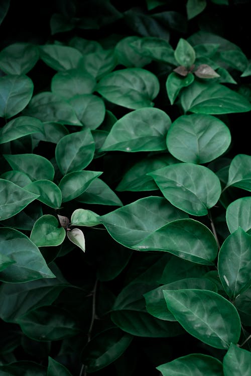 나뭇잎, 녹색, 모바일 바탕화면의 무료 스톡 사진
