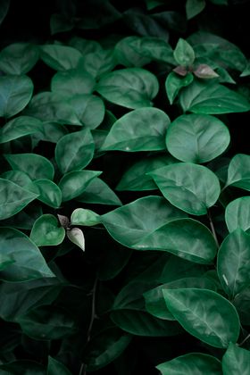 green wallpaper