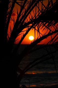 A stunning silhouette of a palm tree against a vibrant seaside sunset, capturing the beauty of nature.