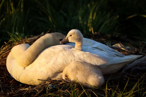 Swan and Cygnet in Nest