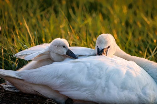 Kostenloses Stock Foto zu natur, schwan, schwanjunge