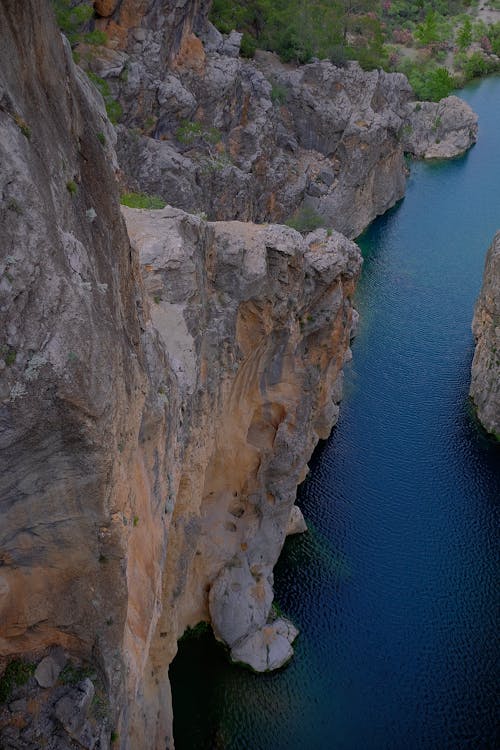 Foto d'estoc gratuïta de cascada, gall dindi, mirta